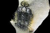 Two, Spiny Walliserops Hammi Trilobites - Foum Zguid, Morocco #154309-7